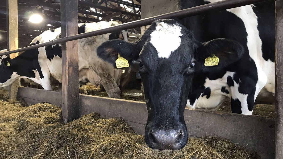 Ptačí chřipka trápí americké farmáře, infekce se nejspíš přenáší mezi kravami